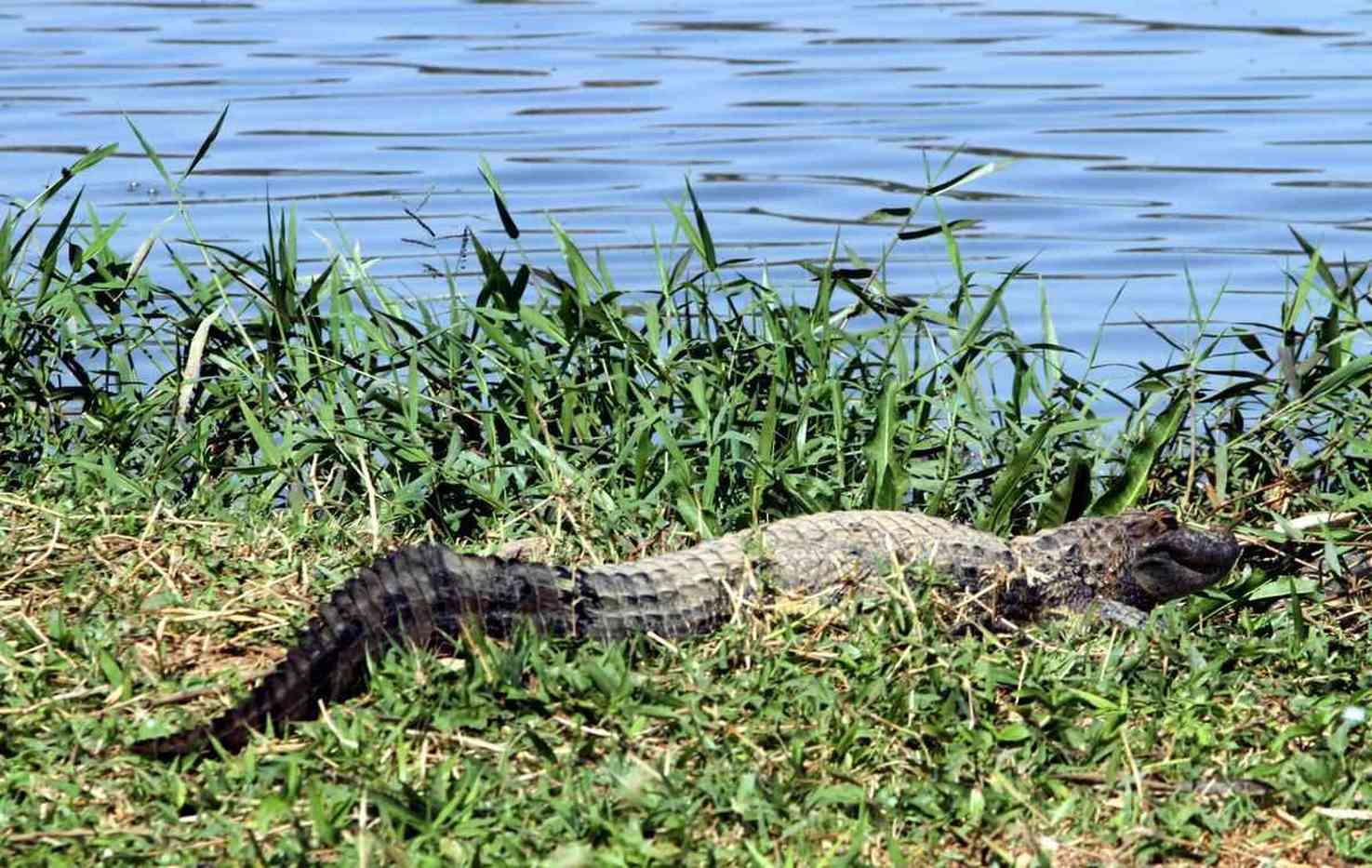 Fotos De Jacar Na Lagoa Da Pampulha Estado De Minas