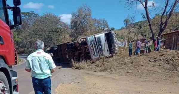 Quase 30 cabeças de gado morrem em tombamento de carreta Gerais