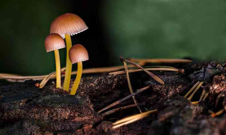 cogumelos no mato