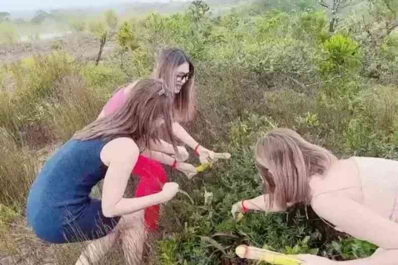 Mulheres colhem a planta