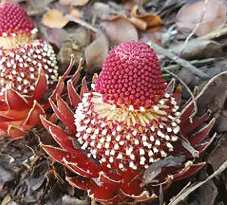 Flores de vrias cores, texturas e formas compe o mosaico diverso do Quadriltero Ferrfero Espinhao na cadeia de montanhas de Minas Gerais do quadriltero ferrfero