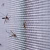 Como zika e dengue podem deixar seres humanos mais atraentes para mosquitos
