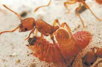 Larva do gnero Maculinea abrigada no interior de um formigueiro: estratgia de sobrevivncia (foto: MARCO GHERLENDA/UNIVERSITY OF TURIN, ITALY)
