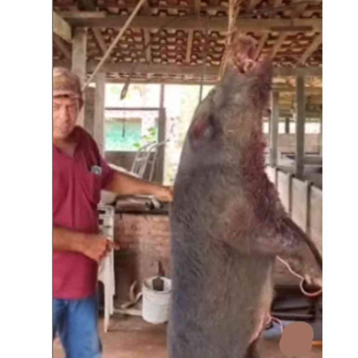 Vídeo: caçador mostra javali de 180 quilos que foi abatido em Minas -  Gerais - Estado de Minas