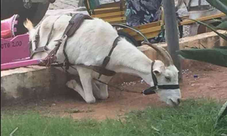 Animal saltou sobre canteiro apesar de amarrado a carrocinha para chegar at a grama(foto: Reproduo/Facebook)