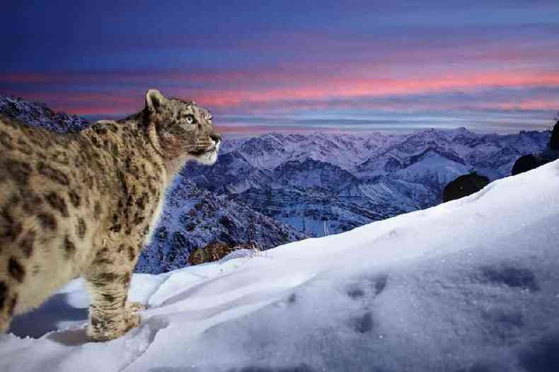 Um leopardo-das-neves procura presas nos picos da cordilheira de Ladakh, na ndia.