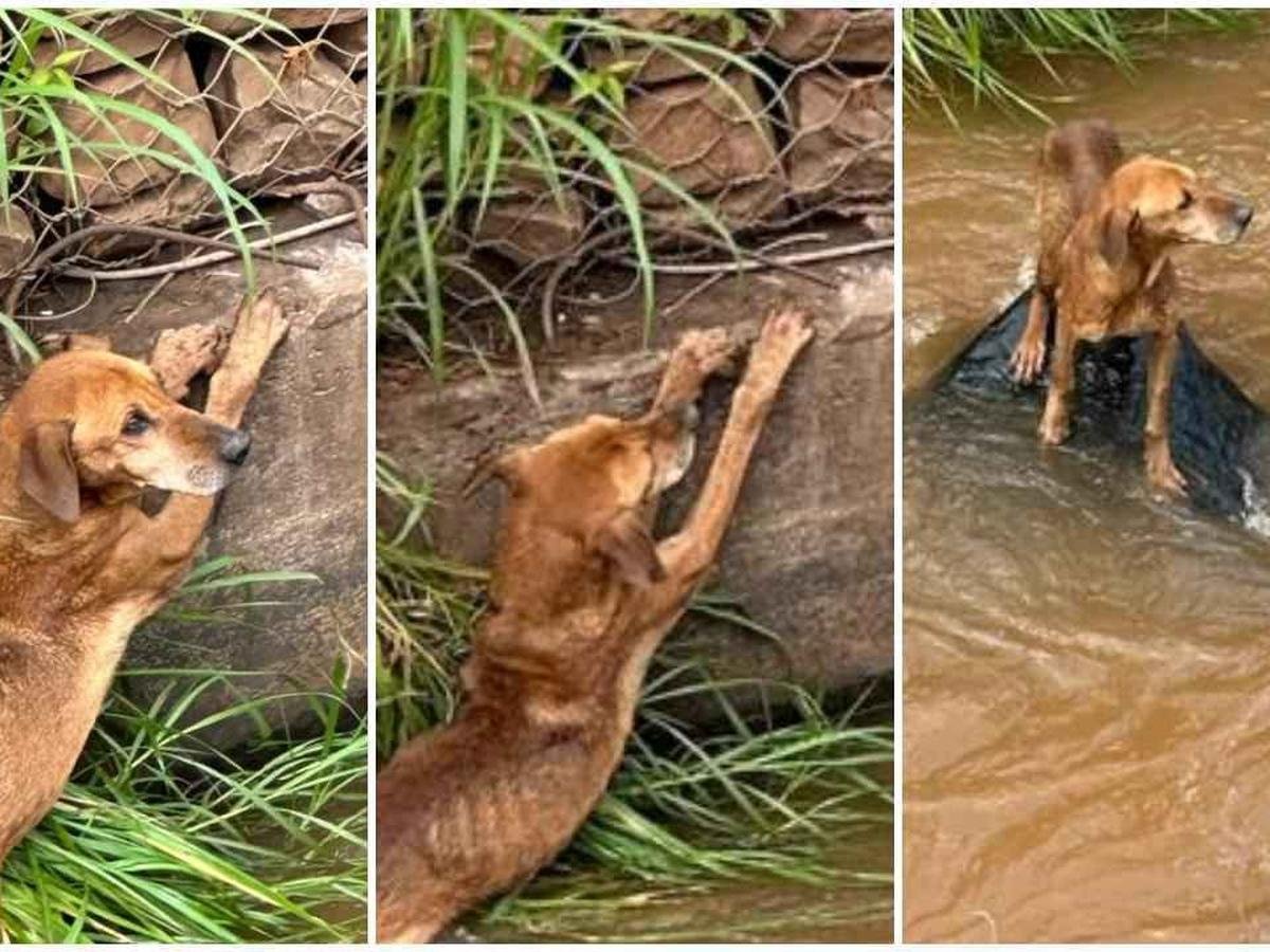 Cachorro se agarra à margem de córrego à espera de socorro ...