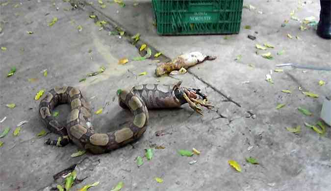 A serpente chegou a comer um coelho e uma galinha antes de ser capturada(foto: Corpo de Bombeiros/Divulgao)