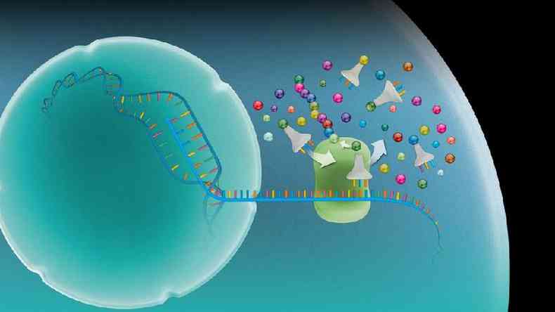 RNA mensageiro carrega uma cópia de instruções genéticas de genes no núcleo da célula (esfera à esquerda) para um complexo chamado ribossomo, no qual as instruções são usadas para fazer proteínas(foto: Science Photo Library)