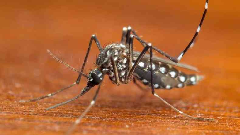 O vrus do chikungunya  transmitido atravs da picada do mosquito 'Aedes aegypti'(foto: Joao Paulo Burini/Getty Images)