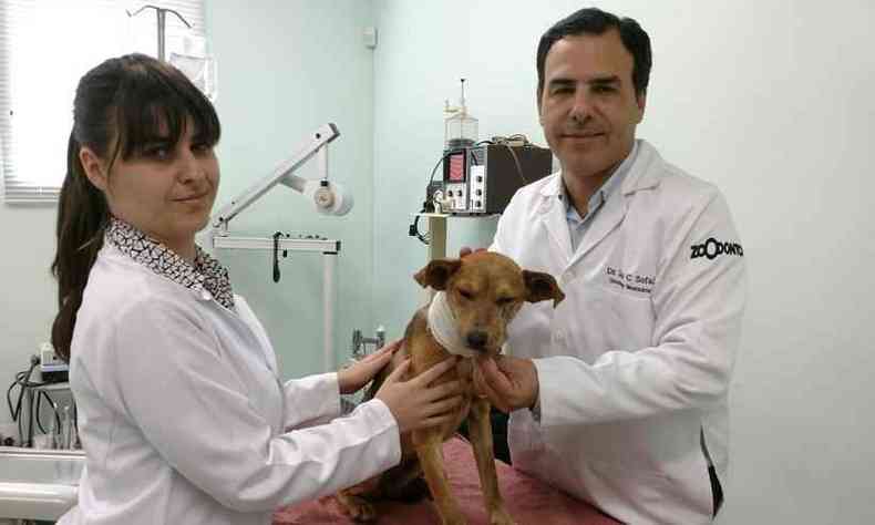 A cadelinha passa bem depois da cirurgia. Na imagem, o mdico veterinrio Luiz Sofal, que conduziu o procedimento, com a mdica veterinria Ana Neves(foto: Zoodonto/Divulgao)