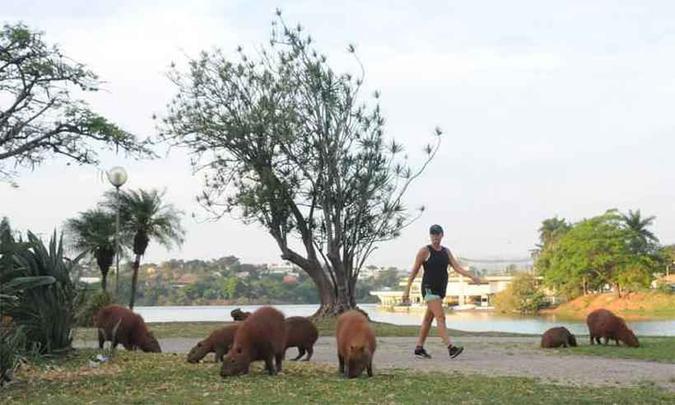 As capivaras são hospedeiras do carrapato estrela, que transmite a febre maculosa(foto: Túlio Santos/EM/D.A.Press) As capivaras são hospedeiras do carrapato estrela, que transmite a febre maculosa(foto: Túlio Santos/EM/D.A.Press)