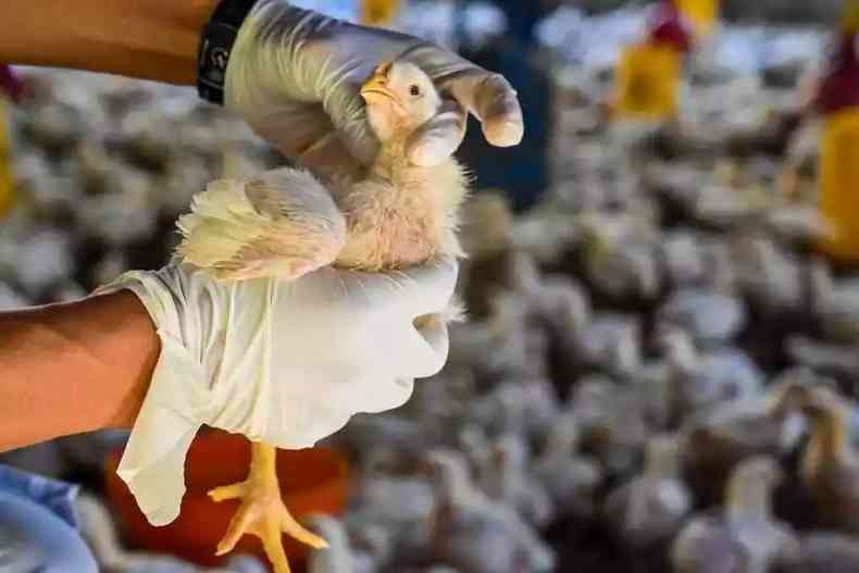 Imagem ilustrativa de ave contaminada pela gripe aviria