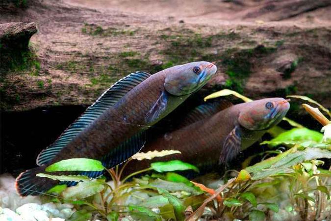 O peixe com cabeça de serpente que caminha consegue respirar o ar atmosférico e sobrevive na terra por até quatro dias (foto: WWF/divulgação) O peixe com cabeça de serpente que caminha consegue respirar o ar atmosférico e sobrevive na terra por até quatro dias (foto: WWF/divulgação)