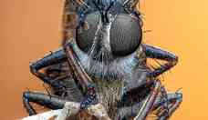 As incríveis imagens vencedoras de concurso de fotos de insetos