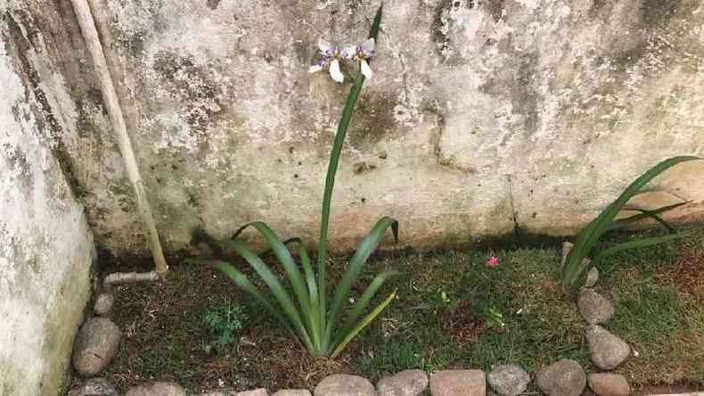 Foto do jardim com uma flor ris-da-praia