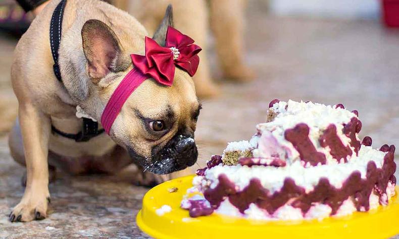 cachorrinha come bolo em festa de aniversrio