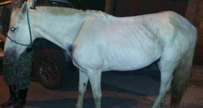 Cavalo foi resgatado com sinais de maus-tratos e encaminhado para um haras da capital(foto: Polcia Ambiental/ Divulgao )