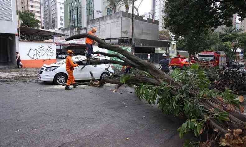 O rompimento da base do tronco provocou a queda da rvore, que feriu a cabea e a coluna do motorista de txi, na Rua Aimors, Centro-Sul da capital (foto: Edsio Ferreira/EM/DA Press)