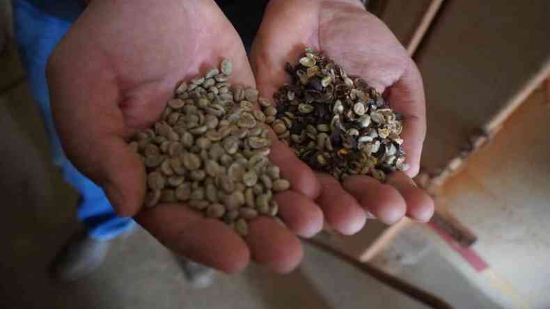 Mãos seguram dois tipos diferentes de grãos: verde e marrom