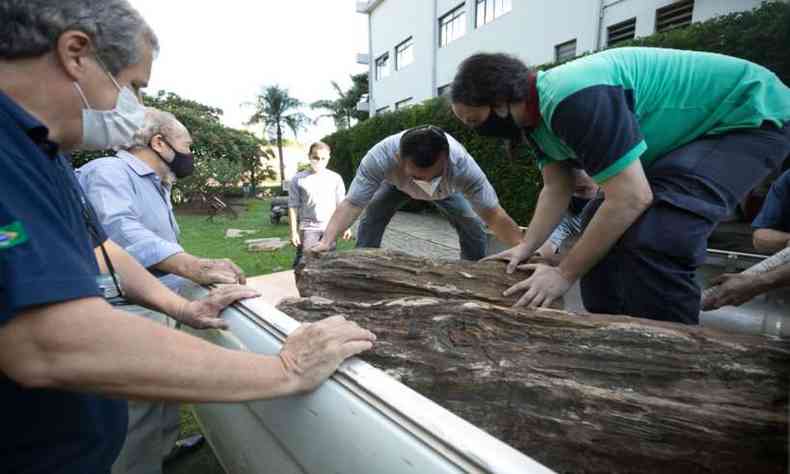 Pessoas retiram os troncos fósseis da caminhonete
