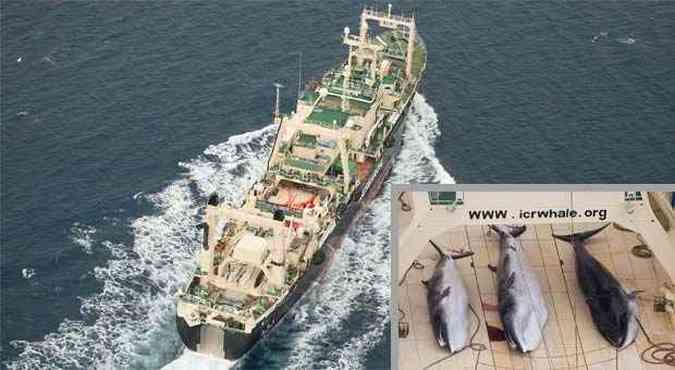 Foto mostra navio com rea suja com o sangue das baleias; no detalhe, os trs animais abatidos(foto: AFP PHOTO / Sea Shepherd Australia Ltd / Tim Watters)