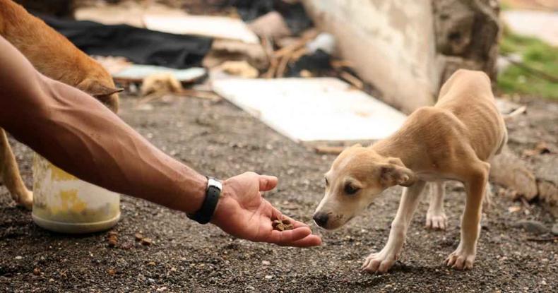 Humano dando a mo para cachorro