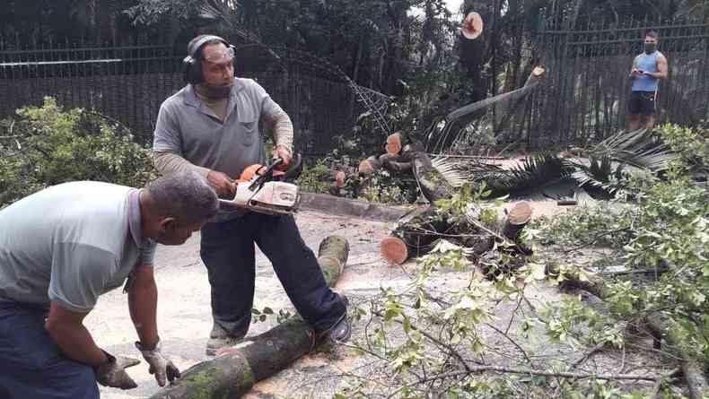 Funcionrios da prefeitura fazem o corte da rvore(foto: Jair Amaral/EM/DA Press)