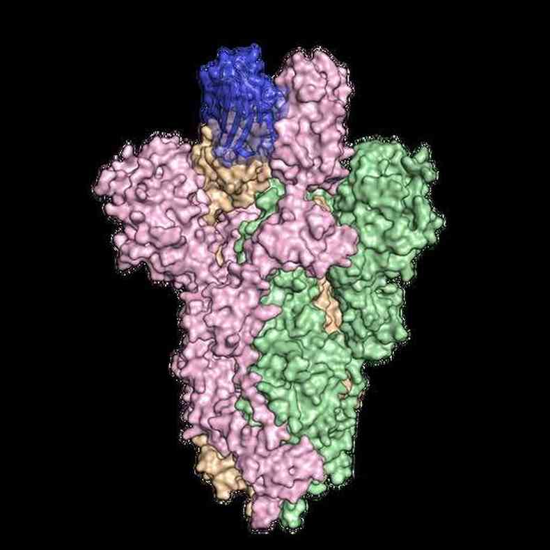 Os nanocorpos (em azul) se atrelam s protenas do novo coronavrus (rosa, verde e laranja) e assim impedem que o vrus infecte a clula(foto: Universidad de Texas en Austin)
