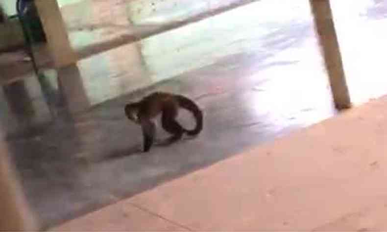 Vdeos mostram macaco em uma escola de Montes Claros(foto: Reproduo da internet/WhatsApp)