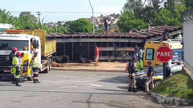 Carreta que transportava pelo menos 30 cabeas de gado tombou na BR-381, em Betim. Alguns animais morreramGuilherme Paranaba/EM/DA Press