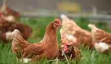 Gripe aviria: cientistas criam galinhas imunes ao vrus influenza A
