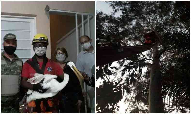 Gara presa a cerca de 30m de altura foi resgatada e encaminhada para avaliao veterinria antes de ser solta(foto: Corpo de Bombeiros / Divulgao)