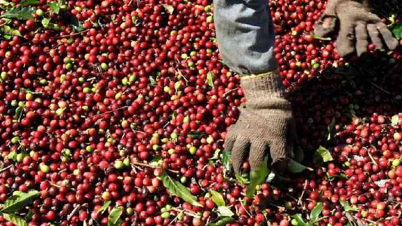 Um trabalhador seleciona grãos de café arábica no Brasil