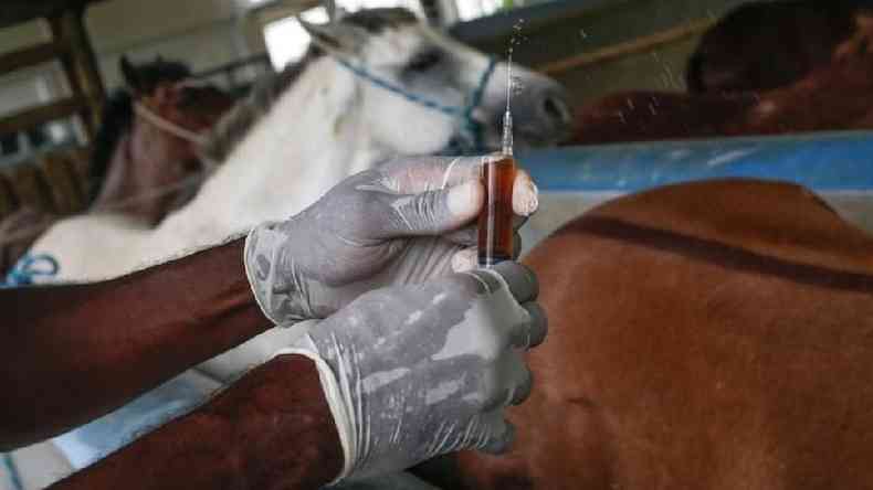 Pesquisa com plasma de cavalos, em foto do Instituto Vital Brazil, em Niteri; em So Paulo, Butantan obteve autorizao da Anvisa para testar o soro anti-covid em pacientes humanos(foto: EPA)