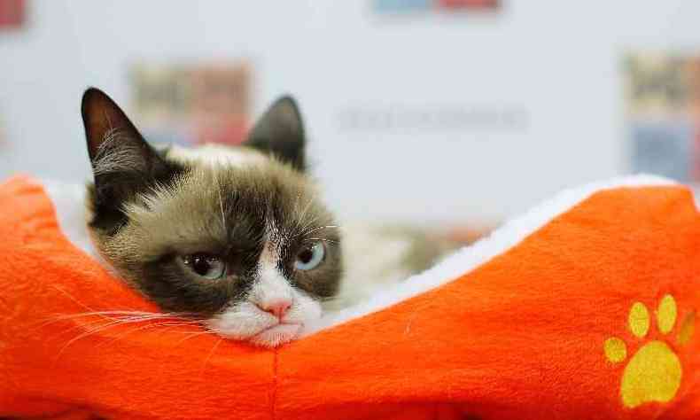 O mau-humorado Grumpy Cat(foto: Jemal Countess / AFP)