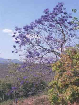 Florao do ip-roxo em BH(foto: carlos altman/em/d. a press)