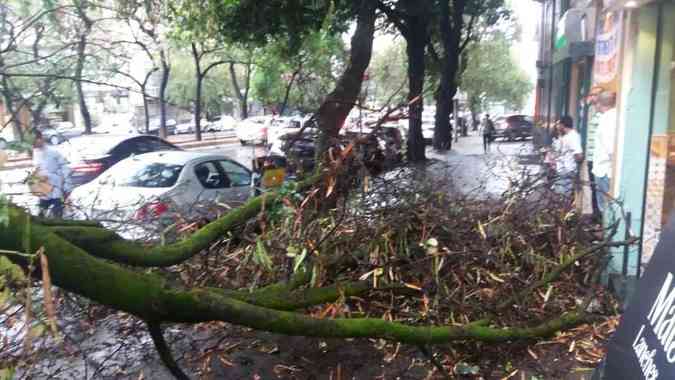 rvore cai sobre carro estacionado na Avenida BrasilLeandro Couri/EM/D.A. Press