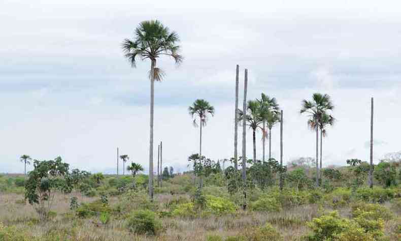 Vereda do Buriti Grosso passa por trabalho de recuperao conduzido pela Unimontes e Ministrio Pblico de Minas Gerais(foto: Solon Queiroz/EM/D.A PRESS)