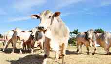 Catar retoma importao de carne brasileira aps  'mal da vaca louca'