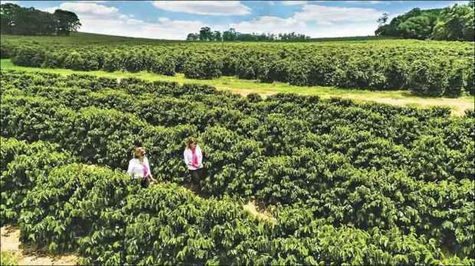 Iniciativas como o Projeto Florada, criado pelo Grupo 3Corações, premia a produção de cafés especiais em terras comandadas por mulheres(foto: 3Corações/divulgação) Iniciativas como o Projeto Florada, criado pelo Grupo 3Corações, premia a produção de cafés especiais em terras comandadas por mulheres(foto: 3Corações/divulgação)