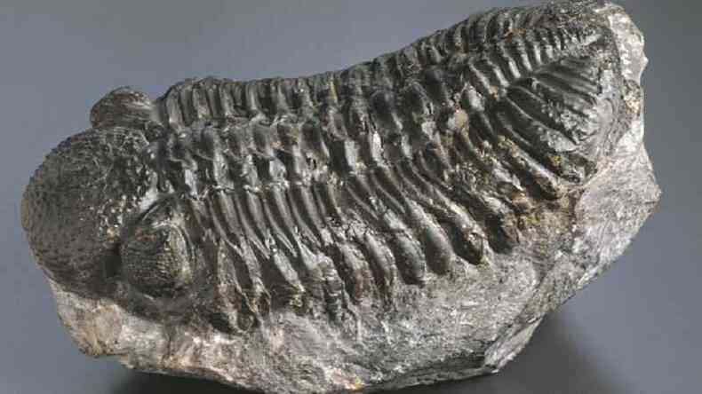 Fssil de um artrpode do Perodo Devoniano