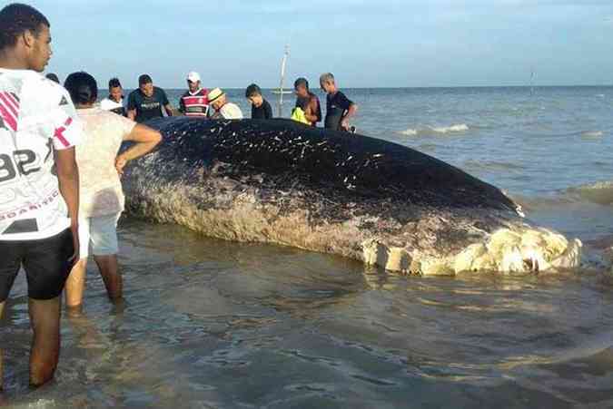 Animal foi encontrado morto na praia de Carne de Vaca. (foto: Andr Bezerra/Cortesia)