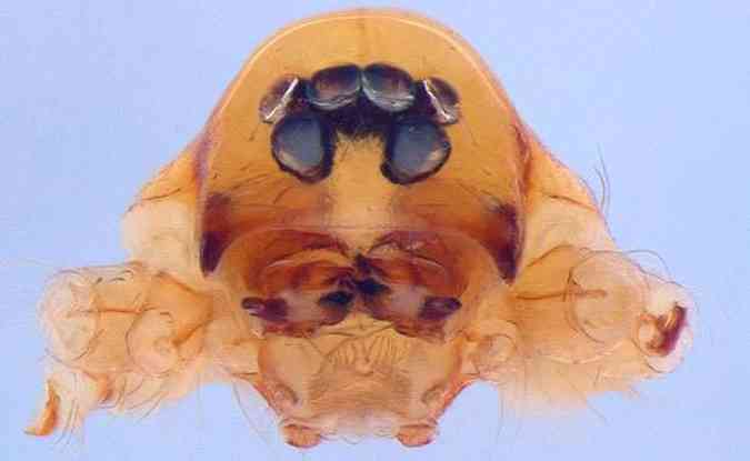 A face do artrpode  modificada e lembra a do ser do filme O Predador(foto: Divulgao)
