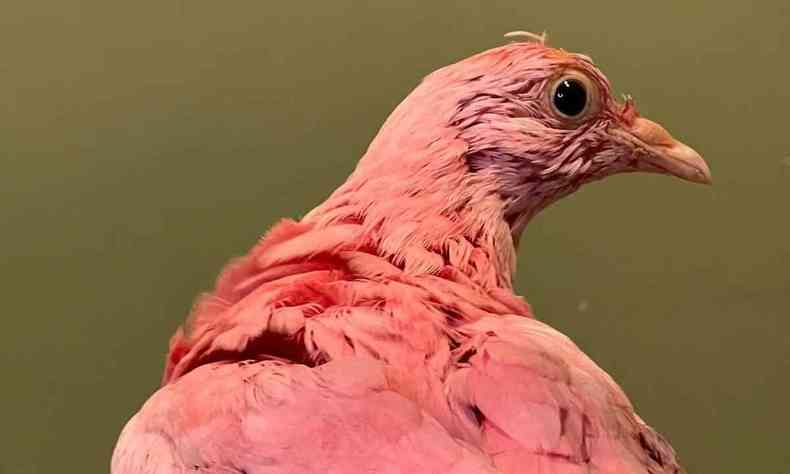 Pombo pintado de rosa 