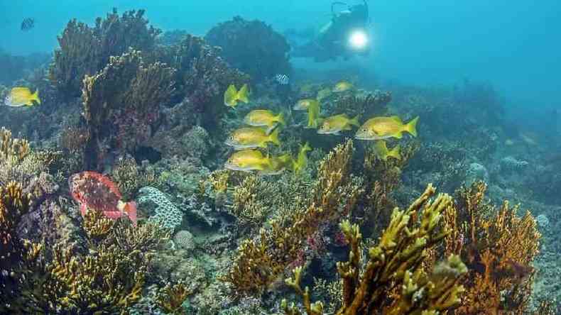 A Unesco projeta que os corais sero extintos da natureza at o fim deste sculo(foto: Enrico Marcovaldi/Divulgao)