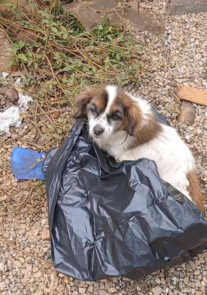 Co branquinho com manchas marrons, dentro de saco de lixo