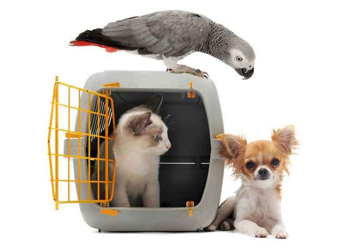 (foto: PetShow/Divugação) (foto: PetShow/Divugação)