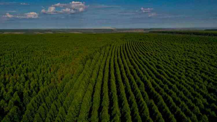  250 mil  hectares de florestas plantadas