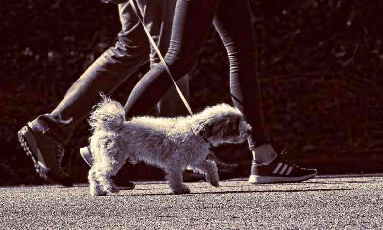 mulher passeando com cachorro 
